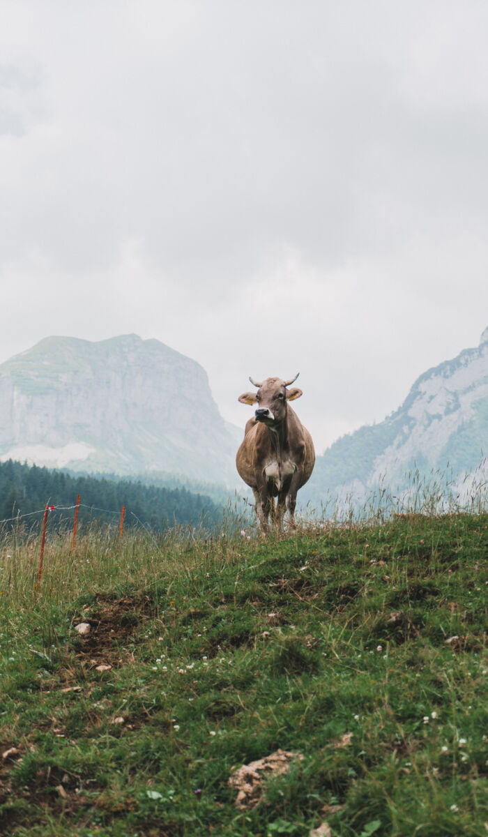 Getty Images 1043476520